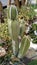 Young tall cactus growing in the desert