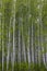 Young tall fresh birch forest with bright green foliage