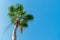 A young tall palm tree illuminated by the sun against the clear sky concept