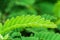 Young tamarind leaves