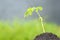 Young tamarind sprout growth