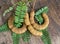 Young tamarind on a wooden