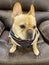 Young Tan Male French Bulldog sitting on a leather chair