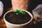 Young Tangerine Plant in a Ceramic Pot