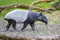 A young tapir walking