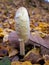 Young tasty Lawyer`s wig, Coprinus comatus, Edible mushroom