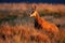 Young tatra chamois standing on mountains in sunset.