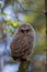 Young Tawny owl