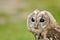 Young Tawny Owl or Brown Owl