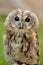 Young Tawny Owl or Brown Owl