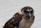 Young tawny owl in close up