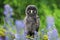 Young tawny owl in flowers