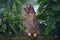 Young Tawny Owl, sleeping in Oak