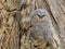 Young Tawny Owl - Strix Aluco