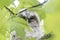 Young tawny owl Strix aluco hidden in leaves of a tree.