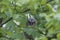 Young tawny owl Strix aluco hidden in leaves of a tree.