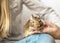 Young teen girl playing with small animal chilean common degu squirrel. Close-up portrait of the cute pet sitting on kid`s knee.