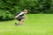 Young teen guy fast rides a skateboard in park