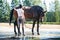 Young teenage girl equestrian cleaning her chestnut horse after shower