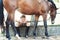 Young teenage girl equestrian sitting close to her favorite horse