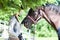 Young teenage girl equestrian touching her chestnut horse nose.