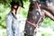 Young teenage girl equestrian touching her chestnut horse nose.