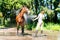 Young teenage girl equestrian washing her brown horse in shower