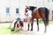 Young teenage girl owner harnessing chestnut stallion at stable