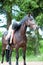 Young teenage girl owner preparing bay stallion for training