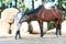 Young teenage girl plays with her favorite chestnut horse.