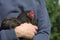 Young teenage male pet chicken owner carries a squawking pekin bantam