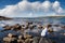 Young teenager girl on rough stone coast looking at the ocean, back to viewer. Life in tough conditions concept. Warm sunny day,