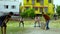 Young teenager playing cricket and runs. young man playing cricket