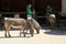 Young teenagers working with animals, Cleveland Zoo,Ohio,2016