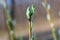 Young tender branch of a new tree with a bud