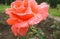 Young tender orange rose
