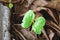 Young Terminalia catappa tree on the ground