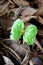 Young Terminalia catappa tree on the ground