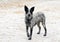 Young Texas Heeler dog standing on frozen, snowy ground