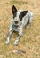 Young Texas Heeler proudly showing off a Pocket Gopher