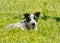 Young Texas Heeler puppy in yellow clover