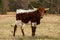 Young Texas Longhorn Cow