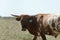 Young Texas longhorn cow close up in field