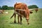 Young Texas longhorn grazing on pasture