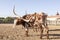 Young Texas Longhorn Steer