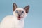 Young Thai Siamese on blue background