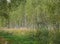 Young thin birches in a birch grove.