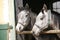 Young thoroughbred arabian horses in the stable.