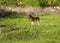 Young thoroughbred brown foal walks and plays on  green pasture. Little stallion frolic and eat grass on  spring meadow, on bright