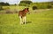 Young thoroughbred brown foal walks and plays on  green pasture. Little stallion frolic and eat grass on  spring meadow, on bright